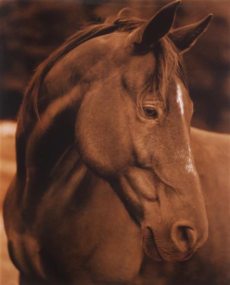 Horse 14 by Michael Eastman