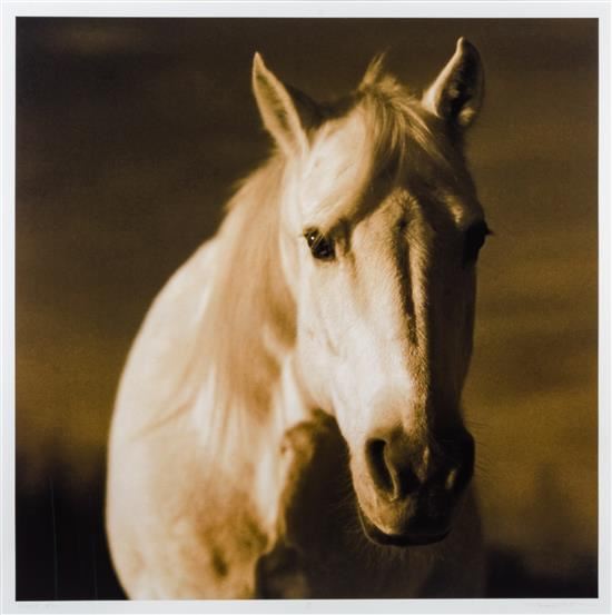 Horse #22 by Michael Eastman, circa 2000