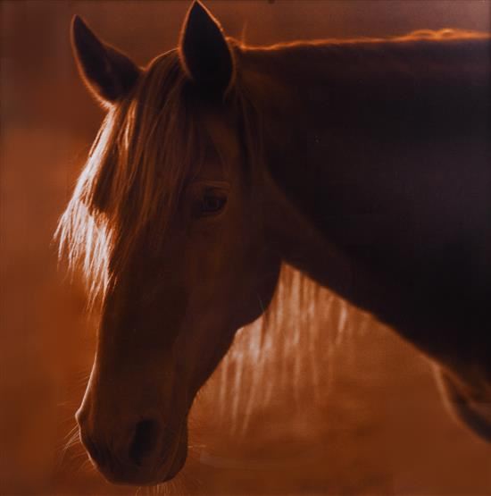 Horse 7 by Michael Eastman