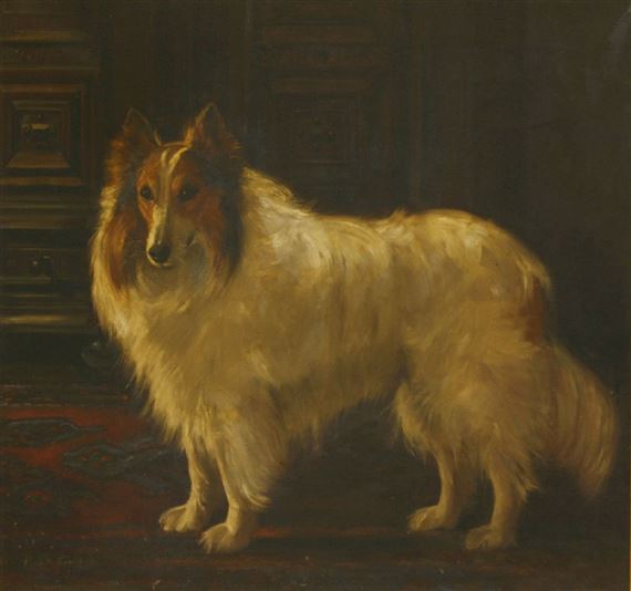 white rough collie