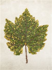 Vik Muniz and Ruinart Collaborate on ‘Shared Roots’