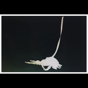 Sleeping Under the Dream (from Lilly) by Lieko Shiga , 2005