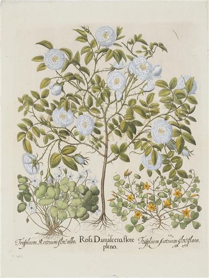ROSA DAMASCENAFLORE PLENO by Basilius Besler, c1713