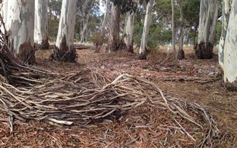 Heysen Sculpture Biennial 2019