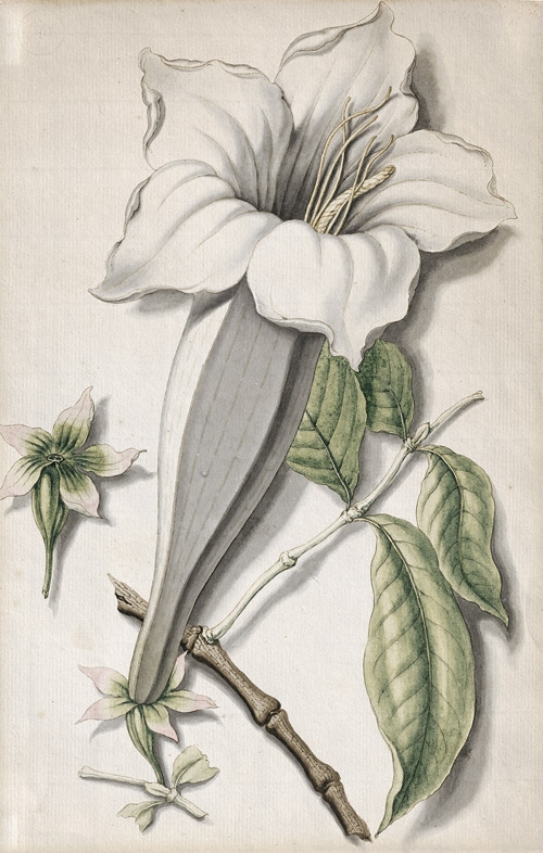 Engelstrompete (Brugmansia) by Pieter van Loo