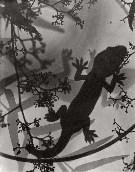 Photogram of gecko and plants by Lou Landauer, 1942