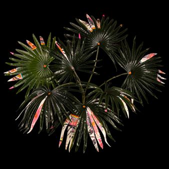 The Jungle - Tiger Strikes Asteroid, Los Angeles