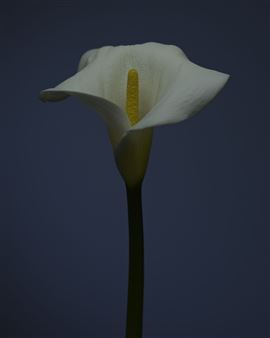 Jeffrey Sklan: Elegy - Paul Kopeikin Gallery