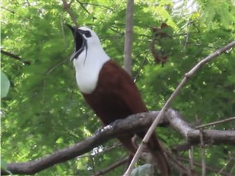 Ann Veronica Janssens & Michel François: The Song of the Araponga - Bortolami (39 Walker)