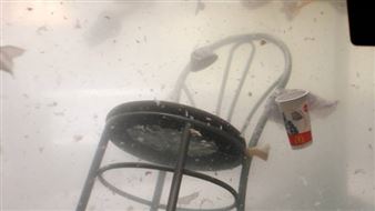 The Slipping Away: Health of Harbour Top of Mind During Hikoi to Art Exhibition