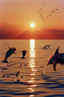 What Do People in Solitary Confinement Want to See?