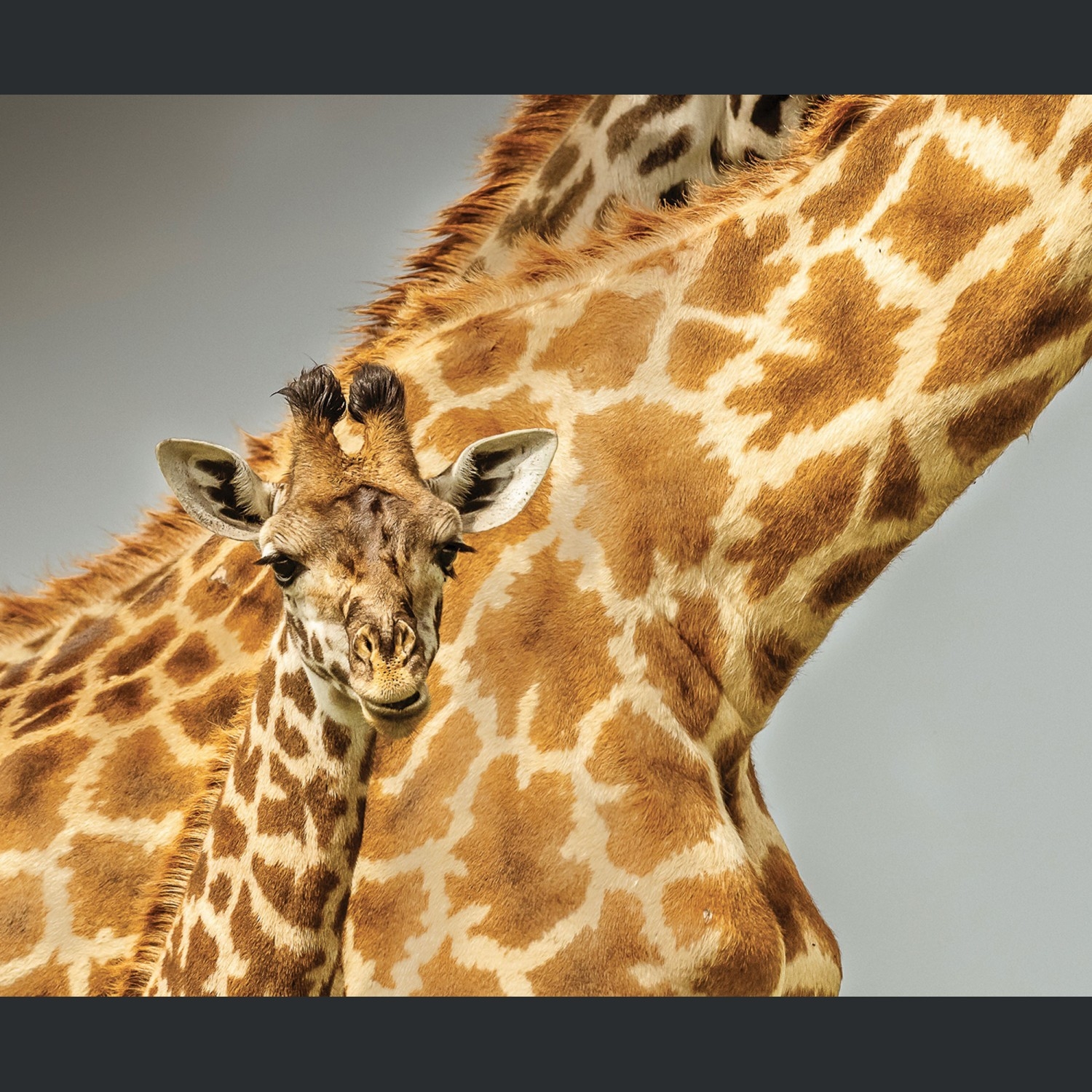 Artwork by Philippe Henry De Frahan, PEAU SUR PEAU, RESERVE NATURELLE DU MASAI MARA AU KENYA, Made of Print on Chromaluxe © (live sublimation process on aluminum) in brilliant color