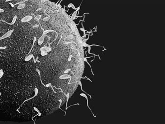 Juan Antonio Olivares: Naufragios - Bortolami (39 Walker)