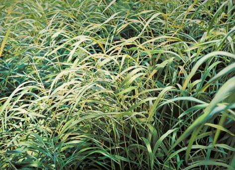 Franz Gertsch. Spring, Summer, Autumn and Winter - Museum Franz Gertsch