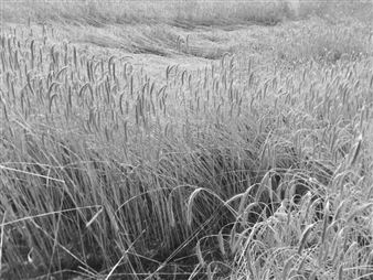 Olaf Holzapfel: Fibers - Daniel Marzona