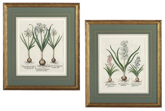 "Two Botanical Prints of Narcissi and Hyacinths" by Basilius Besler