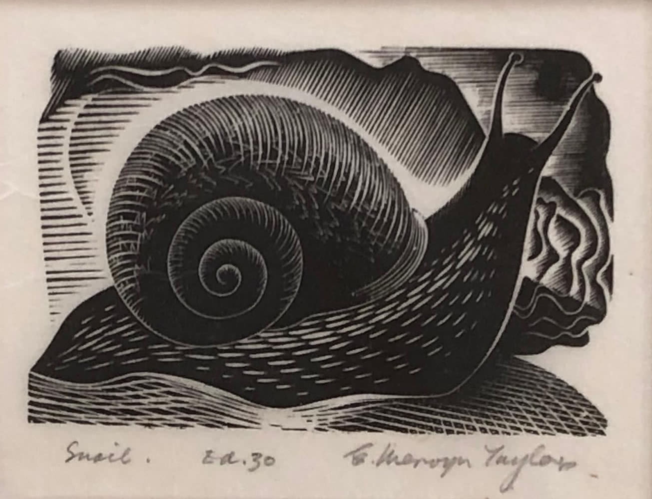 Snail by E. Mervyn Taylor