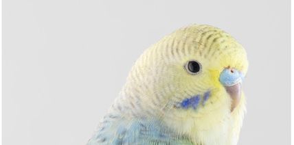 Leila Jeffreys: High Society - Olsen Gallery, Sydney