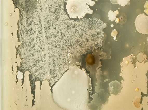 Hart House Collection: Works on View - Art Museum at the University of Toronto, Justina M. Barnicke Gallery