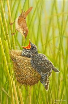 Reed Warbler and Cuckoo Chick - Robert E. Fuller