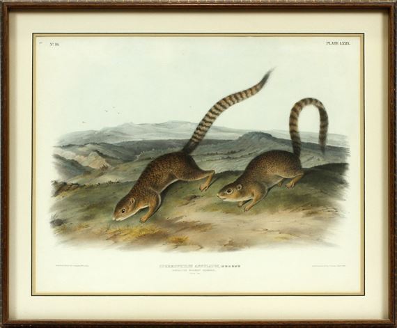 Annulated Martmot Squirrel by John Woodhouse Audubon, 1845
