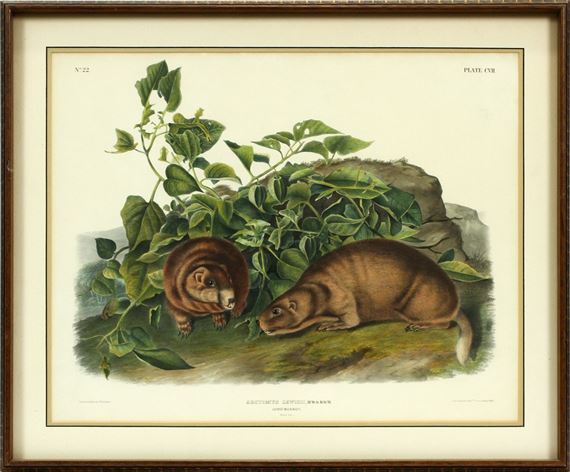 Lewis Marmot by John Woodhouse Audubon, 1847