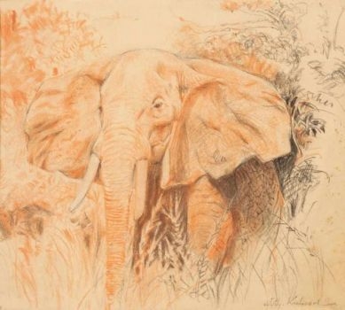 Elefant by Wilhelm Kuhnert