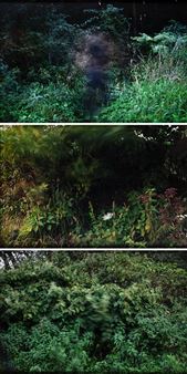 Set of tree photographs from the series: &quot;Very long time&quot; - Krzysztof Maniak