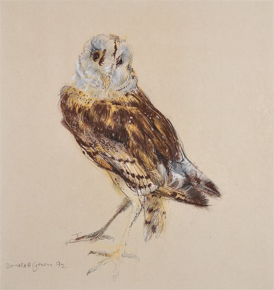 “Barn Owl” by Donald H. Green, 1972
