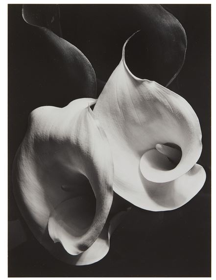Two Callas by Imogen Cunningham, circa 1929, printed circa 1955