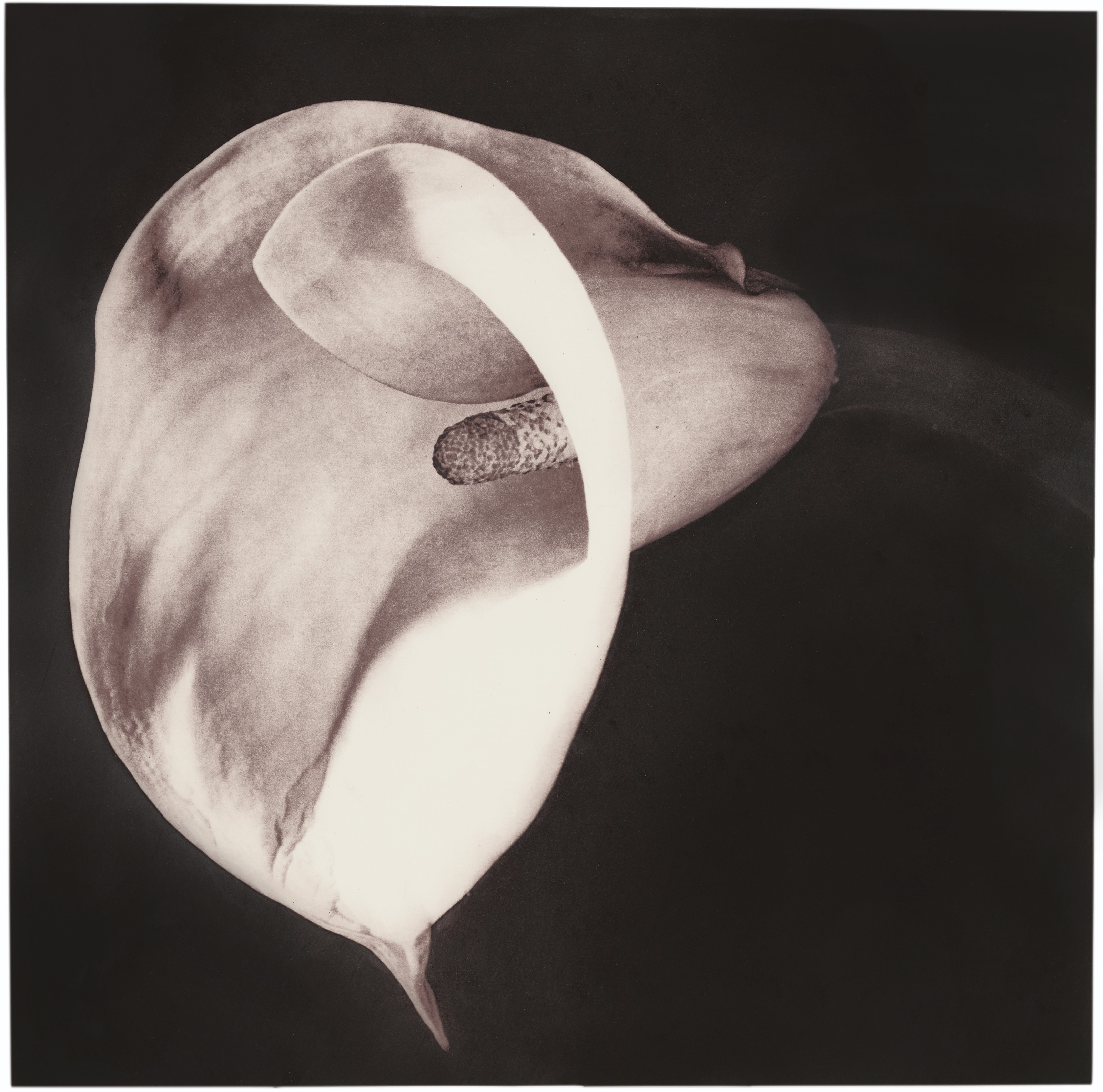 Calla Lily by Robert Mapplethorpe, 1987, 1988