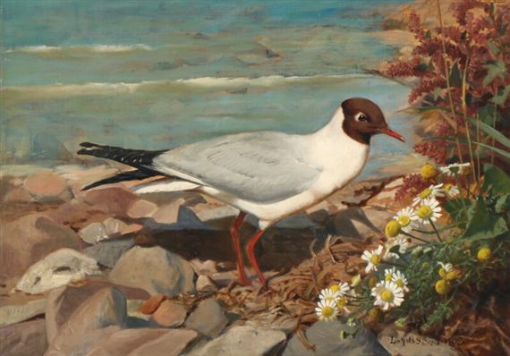 A blach-headed gull on a beach by Niels Peter Rasmussen, 1908
