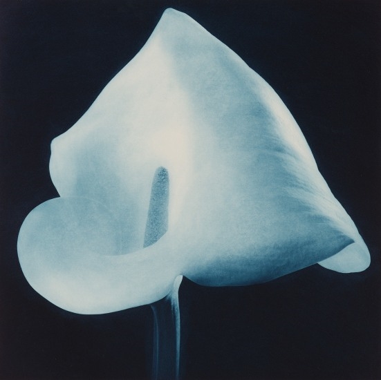 Blue Calla Lily by Robert Mapplethorpe, 1988