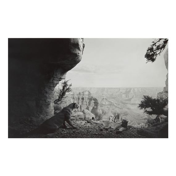 MOUNTAIN LION (#109) by Hiroshi Sugimoto, 1948