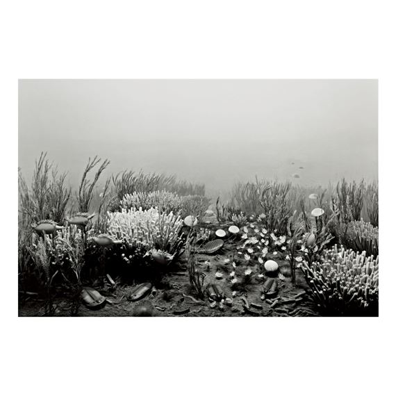 CAMBRIAN PERIOD by Hiroshi Sugimoto, 1948
