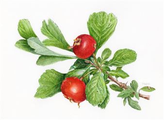 Setsuko Ito & Kaho Emura: Dyer / Botanical Artist - America-Bashi Gallery