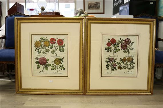 Two works: Untitled by Basilius Besler, 1750