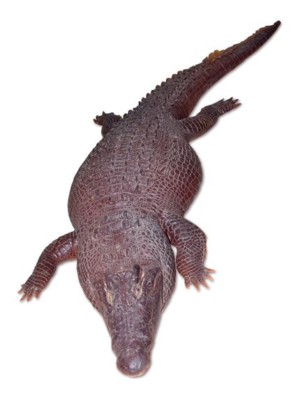 CROCODILE by Carsten Höller, Executed in 2002