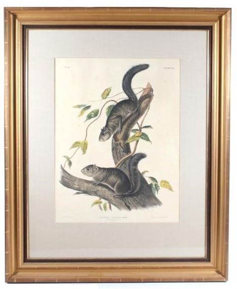 Collies Squirrel by John Woodhouse Audubon, 1847