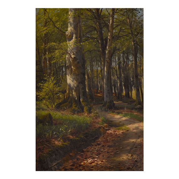 DAPPLED LIGHT ON A WOODLAND PATH