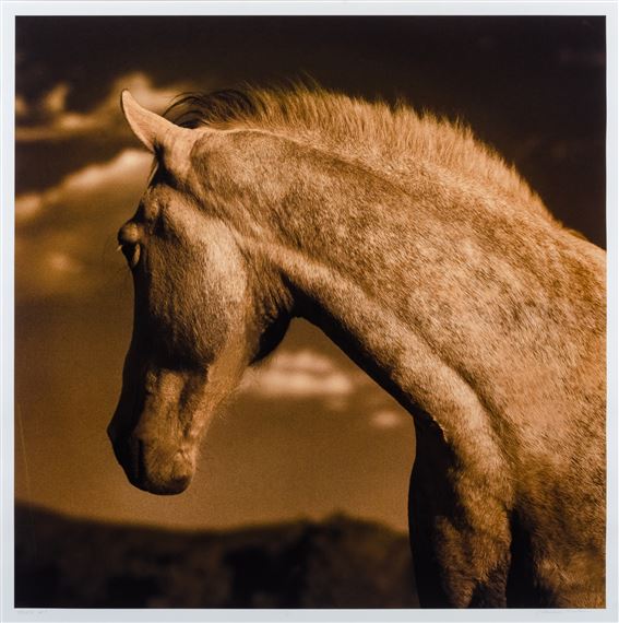 Horse 1 #1/10 by Michael Eastman