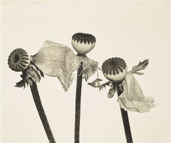 Single Oriental Poppy, New York by Irving Penn, 1987