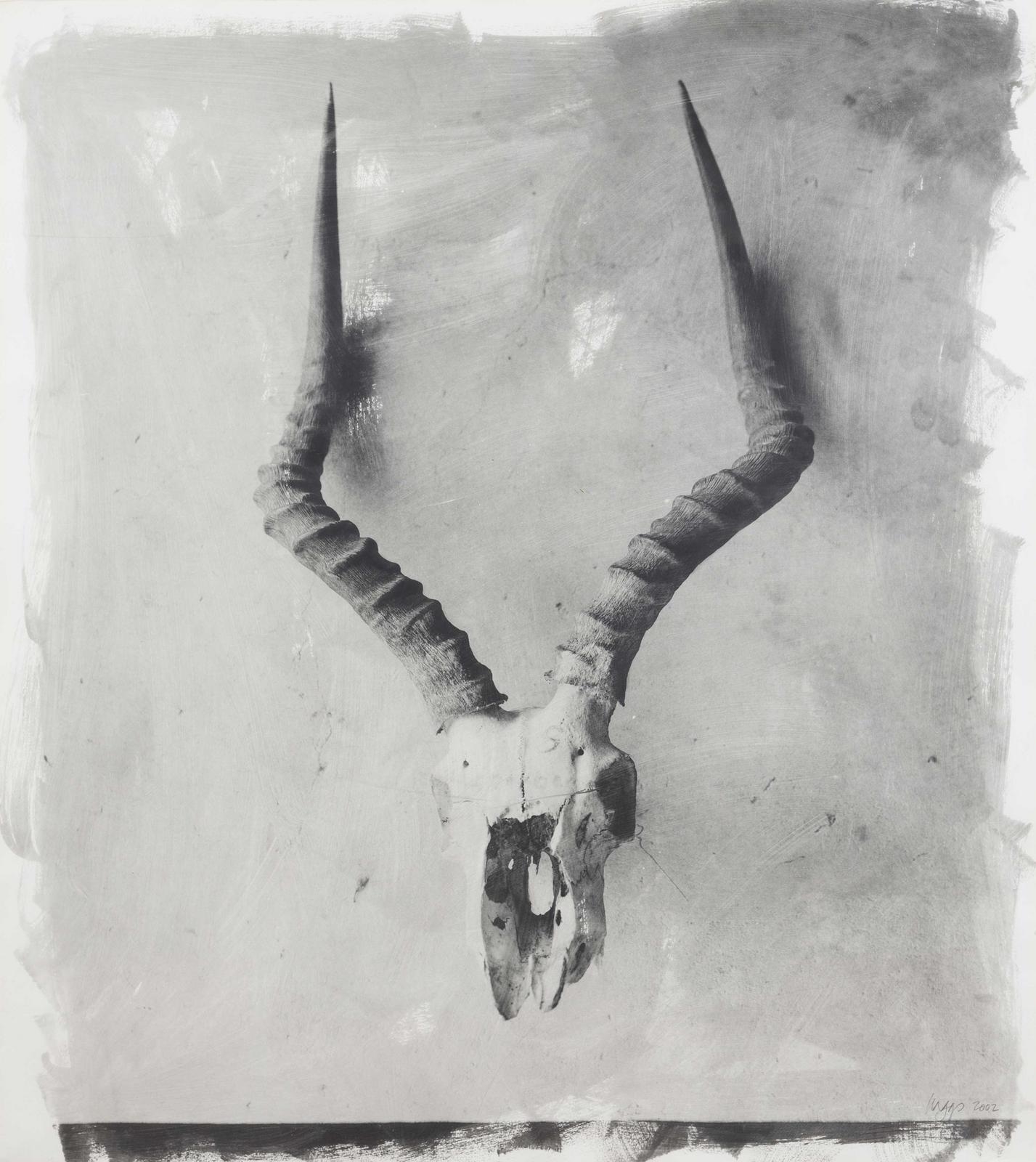 Artwork by Stephen Inggs, HORNS II, Made of hand painted silver gelatin emulsion on 100% rag paper
