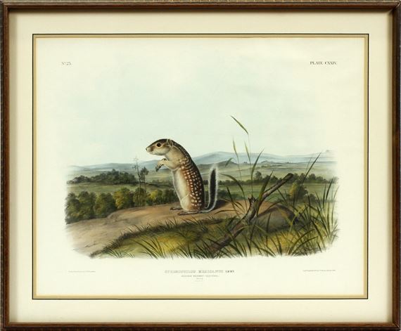 MEXICAN MARMOT SQUIRREL by John Woodhouse Audubon, 1847