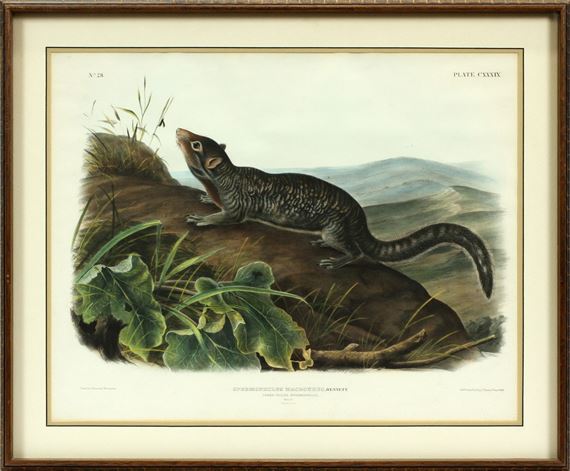 LARGE TAILED SPERMOPHILE by John Woodhouse Audubon, 1848