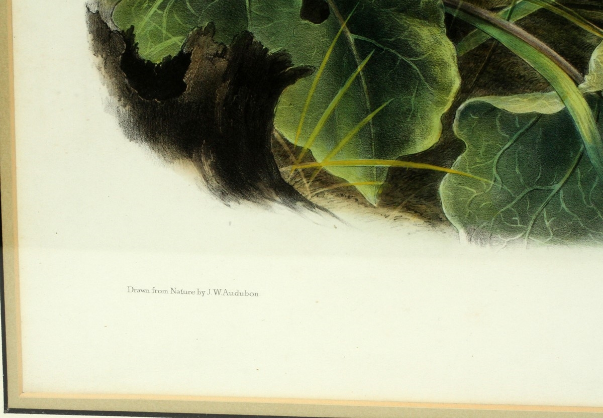 Artwork by John Woodhouse Audubon, LARGE TAILED SPERMOPHILE, Made of LITHOGRAPH