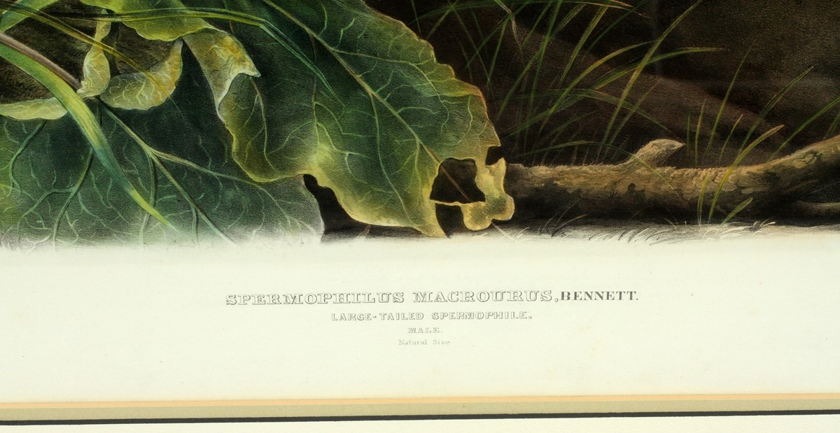 Artwork by John Woodhouse Audubon, LARGE TAILED SPERMOPHILE, Made of LITHOGRAPH