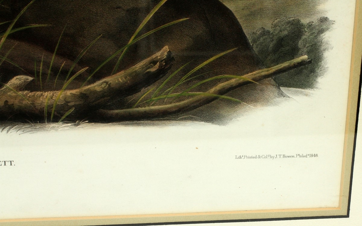 Artwork by John Woodhouse Audubon, LARGE TAILED SPERMOPHILE, Made of LITHOGRAPH