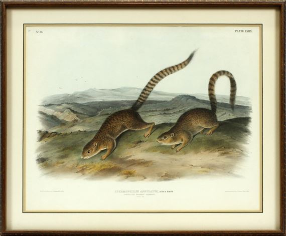 ANNULATED MARTMOT SQUIRREL by John Woodhouse Audubon, 1845