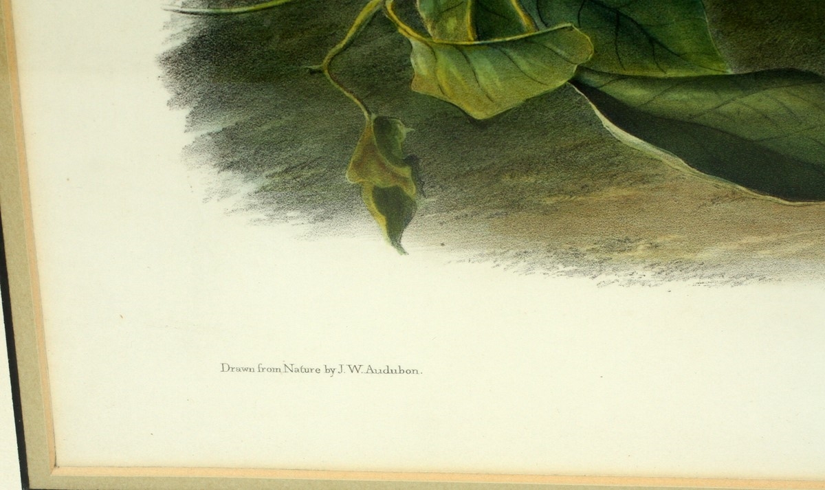 Artwork by John Woodhouse Audubon, LEWIS MARMOT, Made of LITHOGRAPH